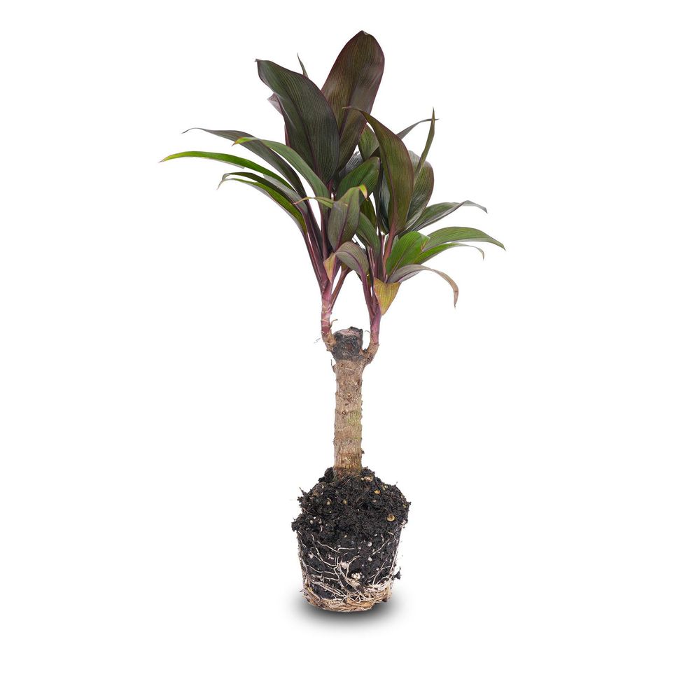 Mini-palmier - cordyline fruticosa 'purple compacta' - plante de terrarium - pot 6 - terrarium diy