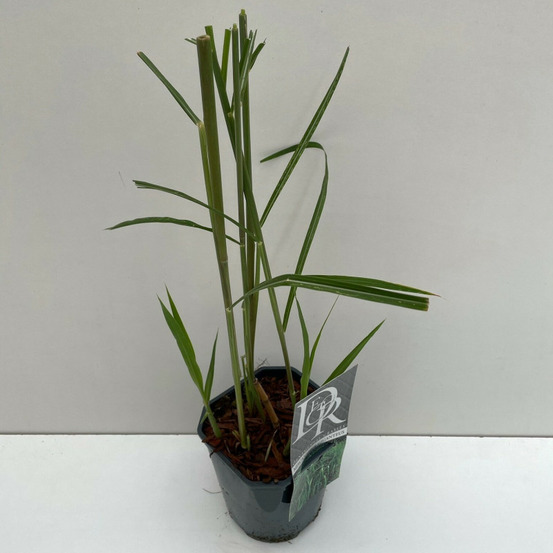 Miscanthus géant 30cm pot 2l - miscanthus × giganteus