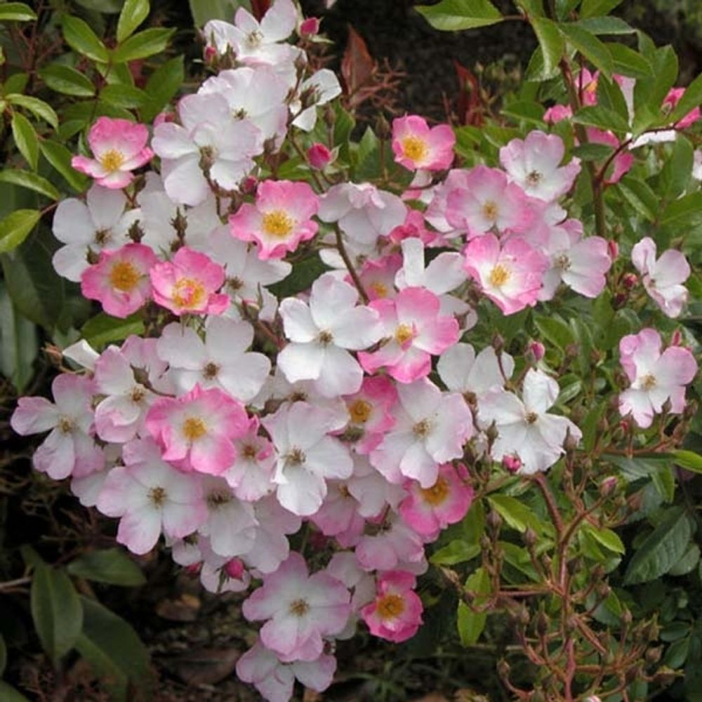 Rosier arbuste 'ballerina' pot de 7,5l/10l, tige, tige de 90/120