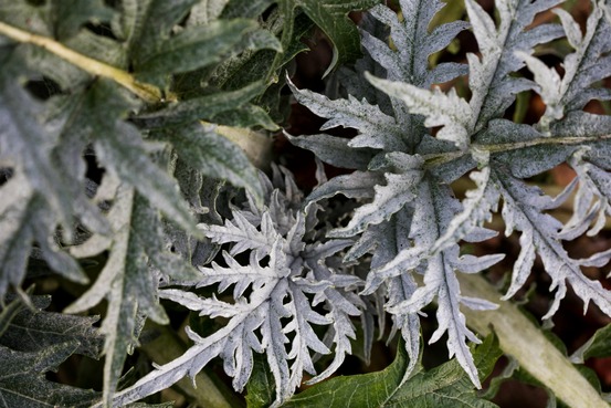 Sachet de graines de cardon plein blanc inerme - sachet de 5 grammes - petite entreprise française