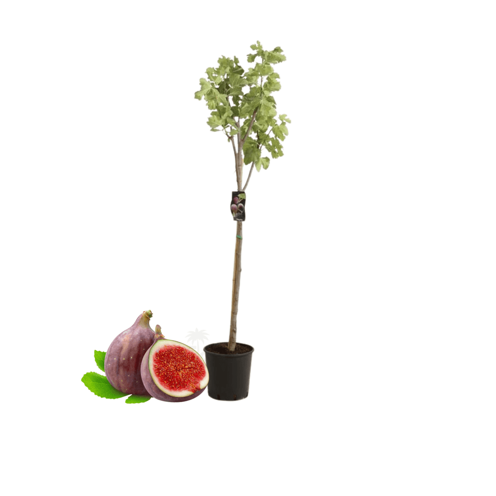 Figuier carica 4l hauteur 70 à 110 cm