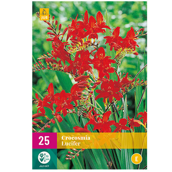 25 bulbes crocosmia lucifer 70cm de hauteur rouge