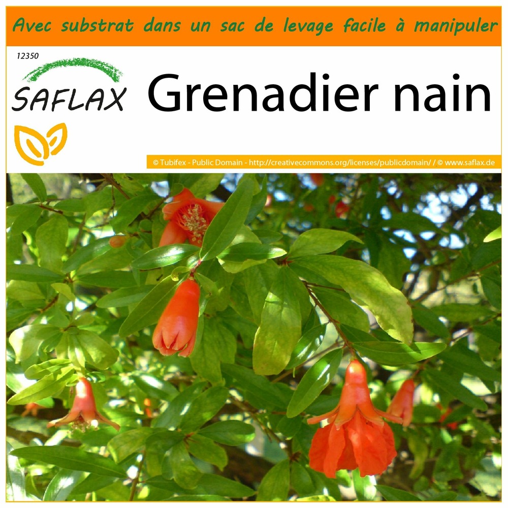 Garden in the bag - grenadier nain - 50 graines - punica granatum nana