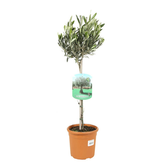 Olivier olea europaea 70 cm pot 3l