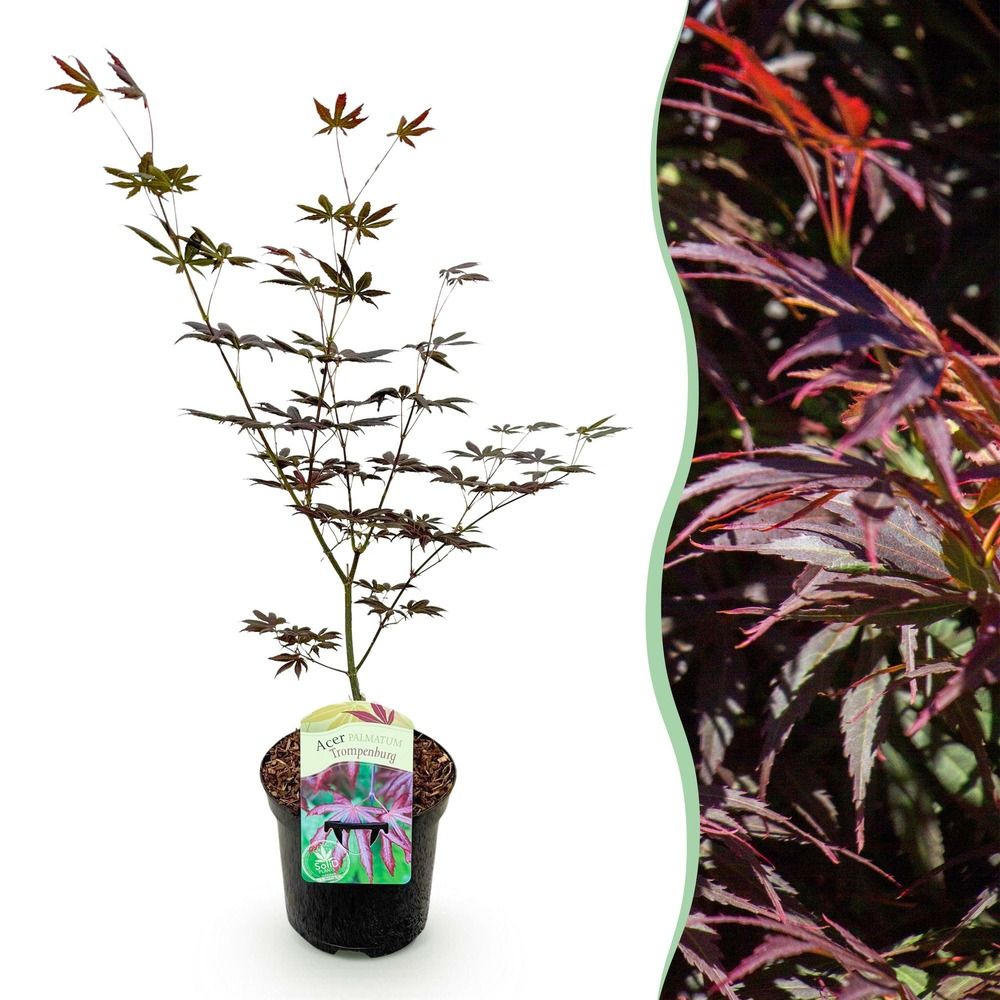 Érable du japon 'trompenburg' - pot 19 cm - hauteur 70 cm