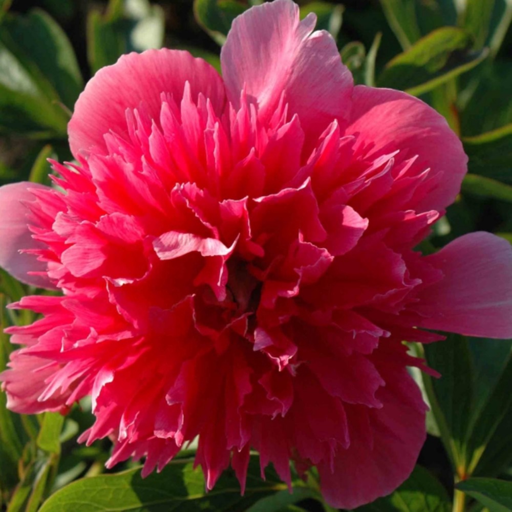 Pivoine officinale 'rosea plena' pot de 12 cm / 13 cm