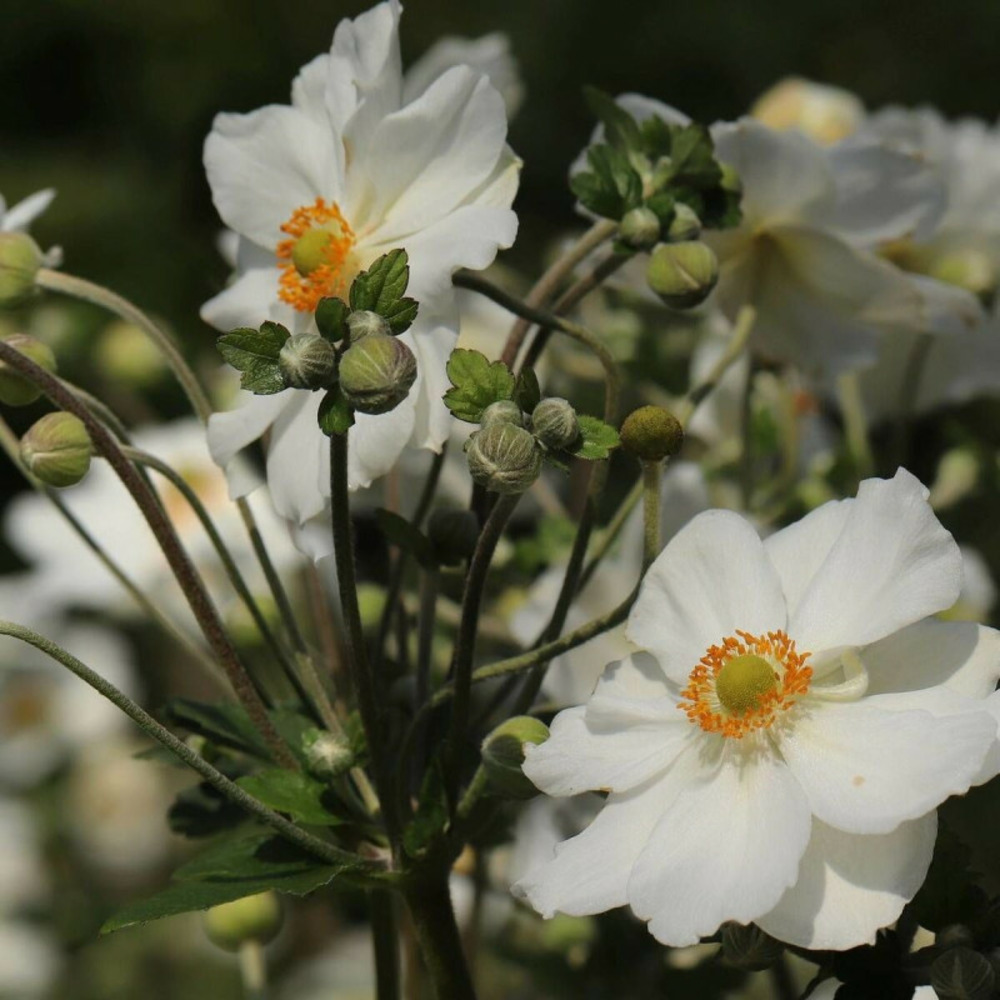 Anémone du japon ruffled swan® godet - 5/20 cm