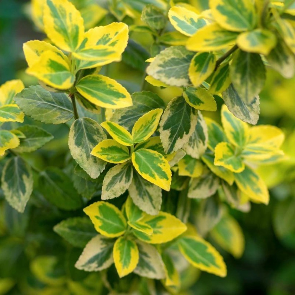 Fusain de fortune 'emerald gold' (euonymus fortunei 'emerald'n gold')