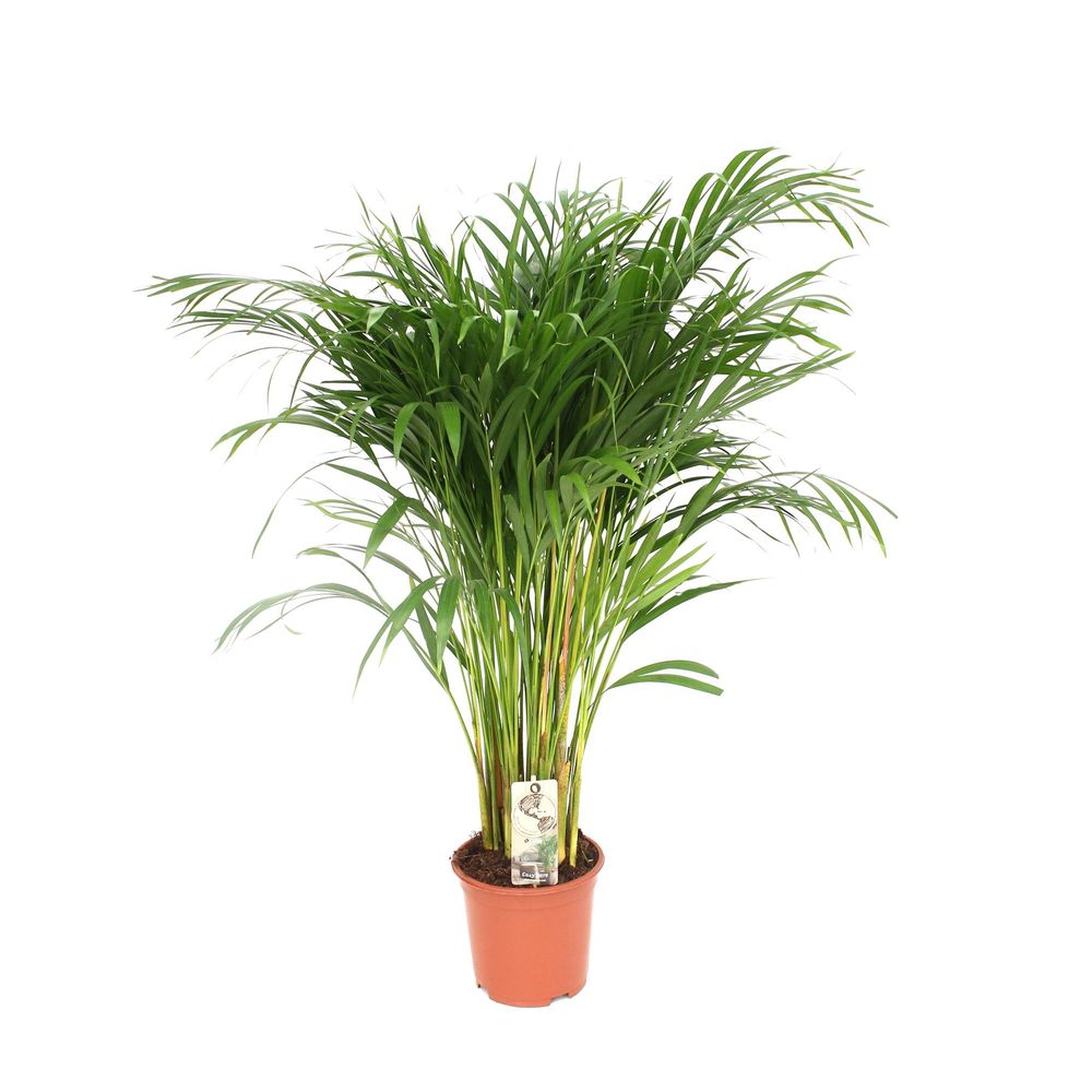 Dypsis lutescens - areca - ø24cm - ↕120cm - plantes d'intérieur