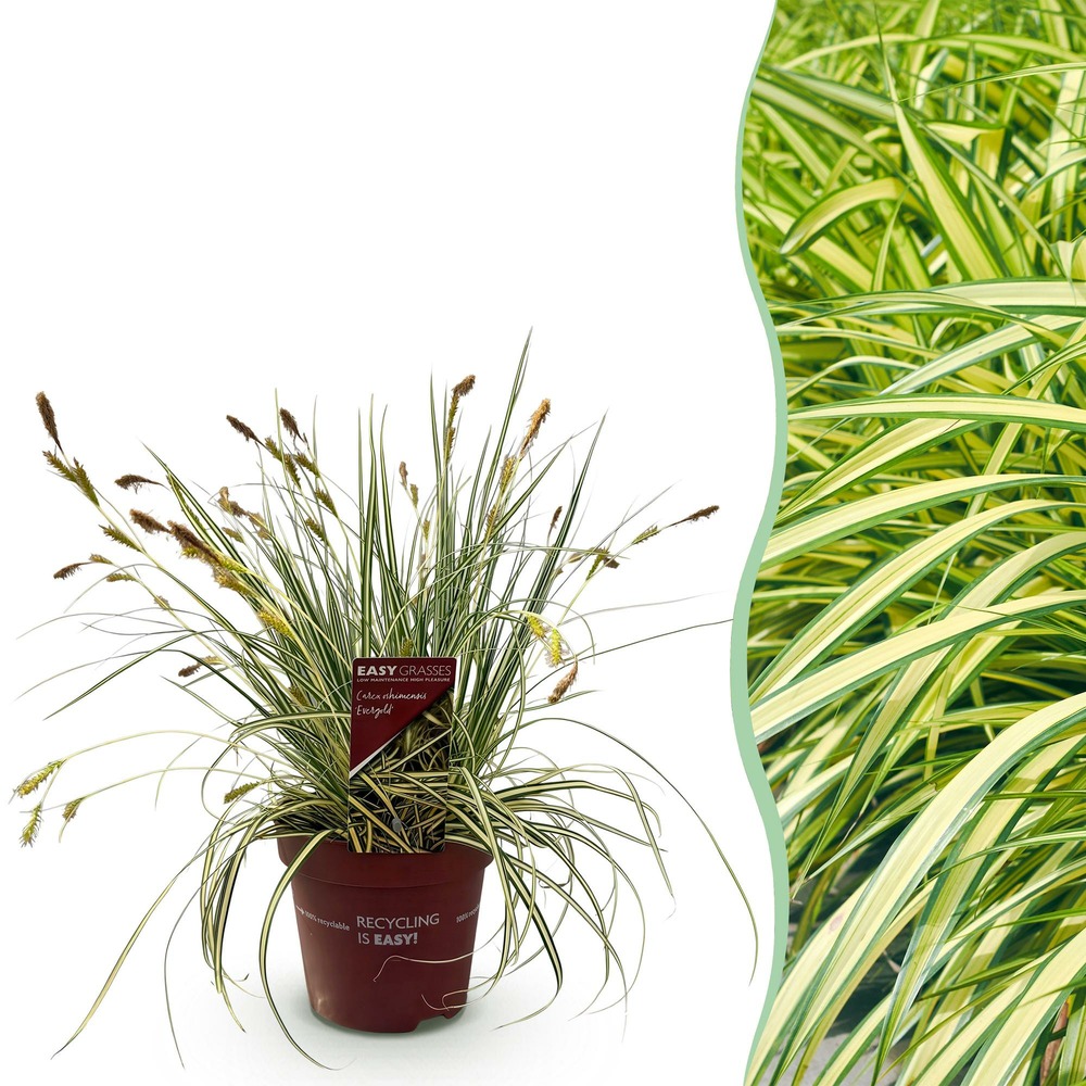 Carex oshimensis evergold – pot 17 cm – hauteur 50 cm