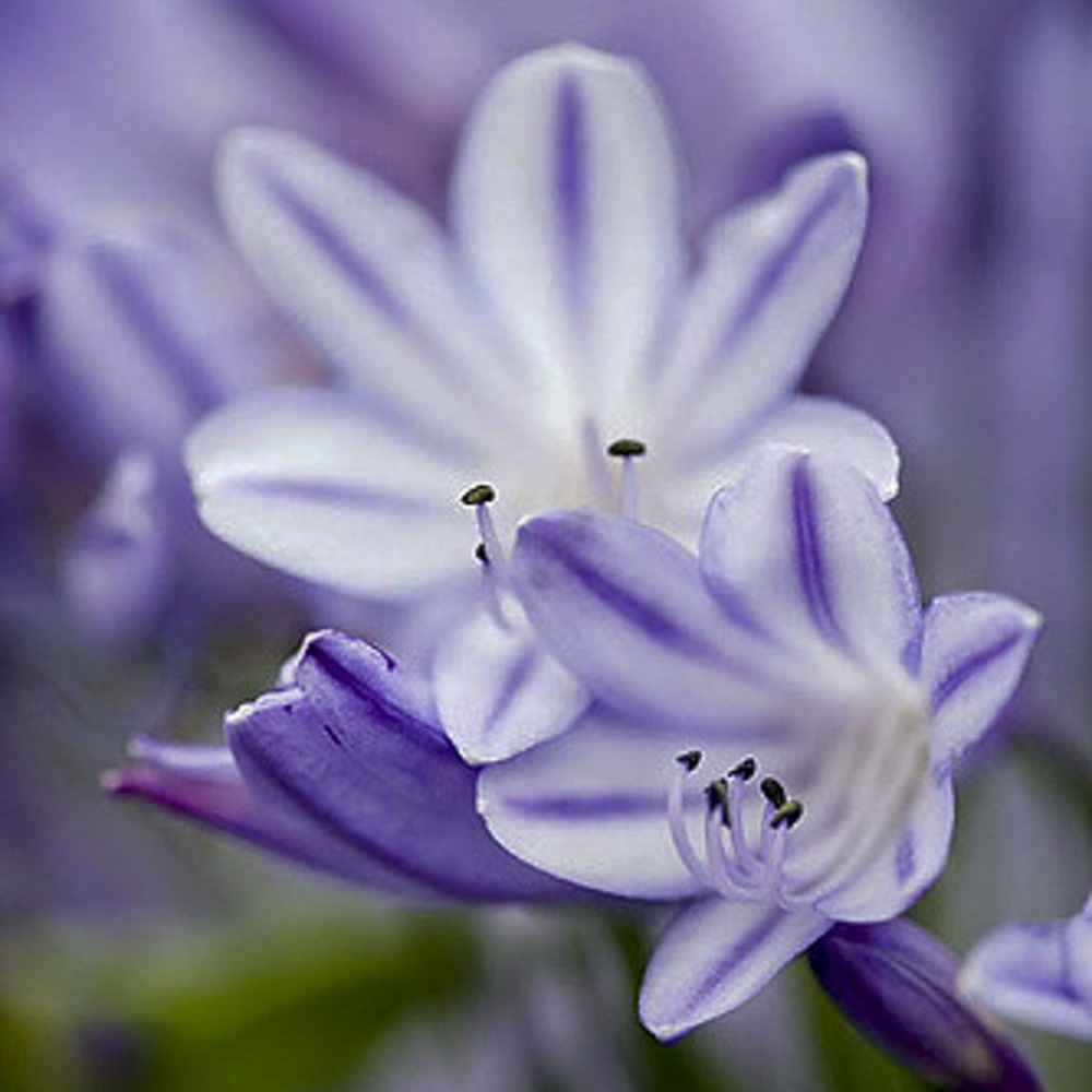 Agapanthe 'megan's mauve' pot de 2l/3l