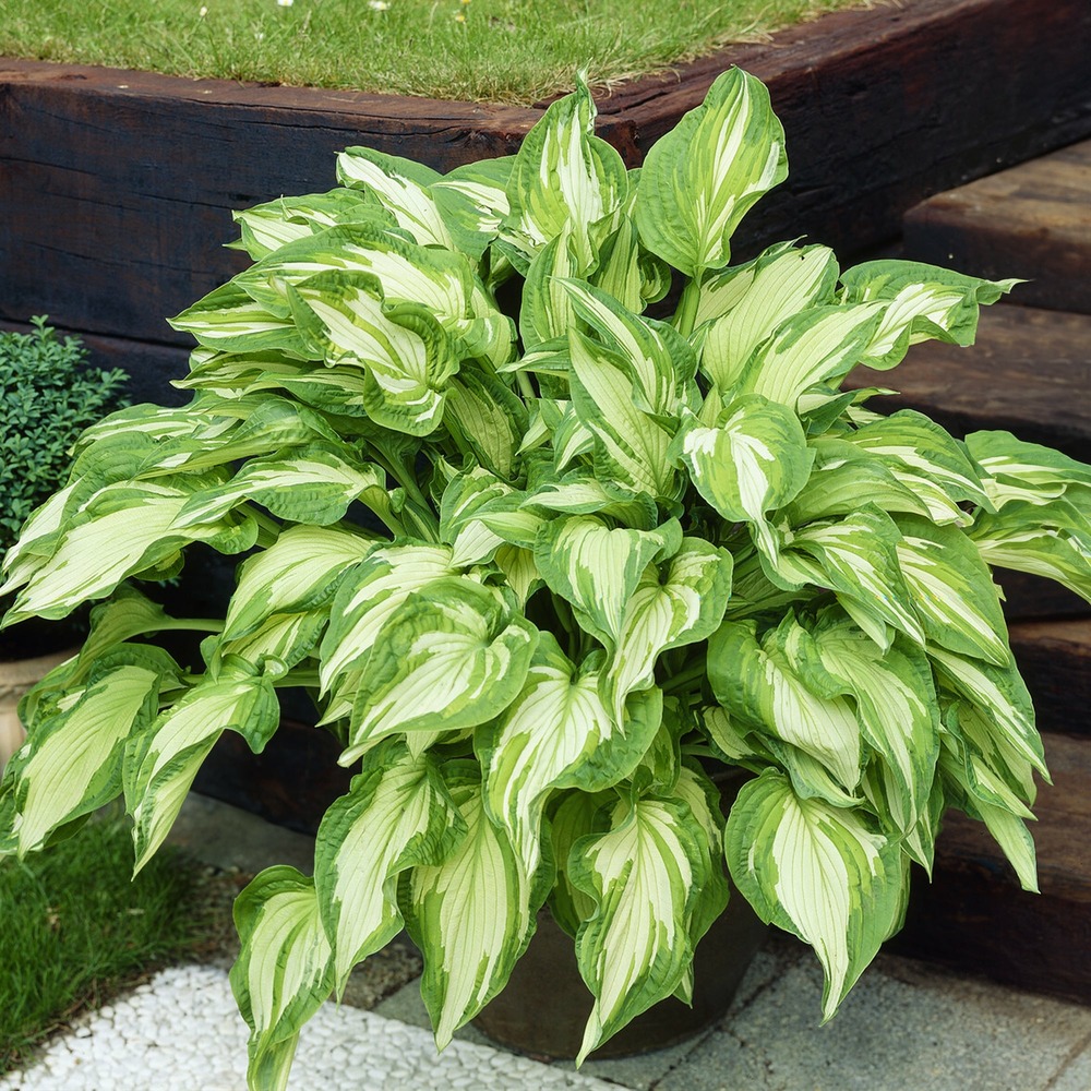 Hosta albopicta - le pot / ø 9cm