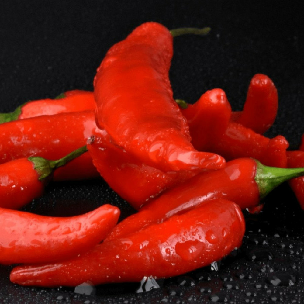 Plant de piment gorria lot de 3 godets