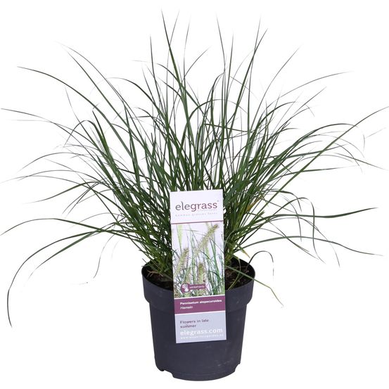 Pennisetum alopecuroides 'hameln' - h30 cm - ø14 cm