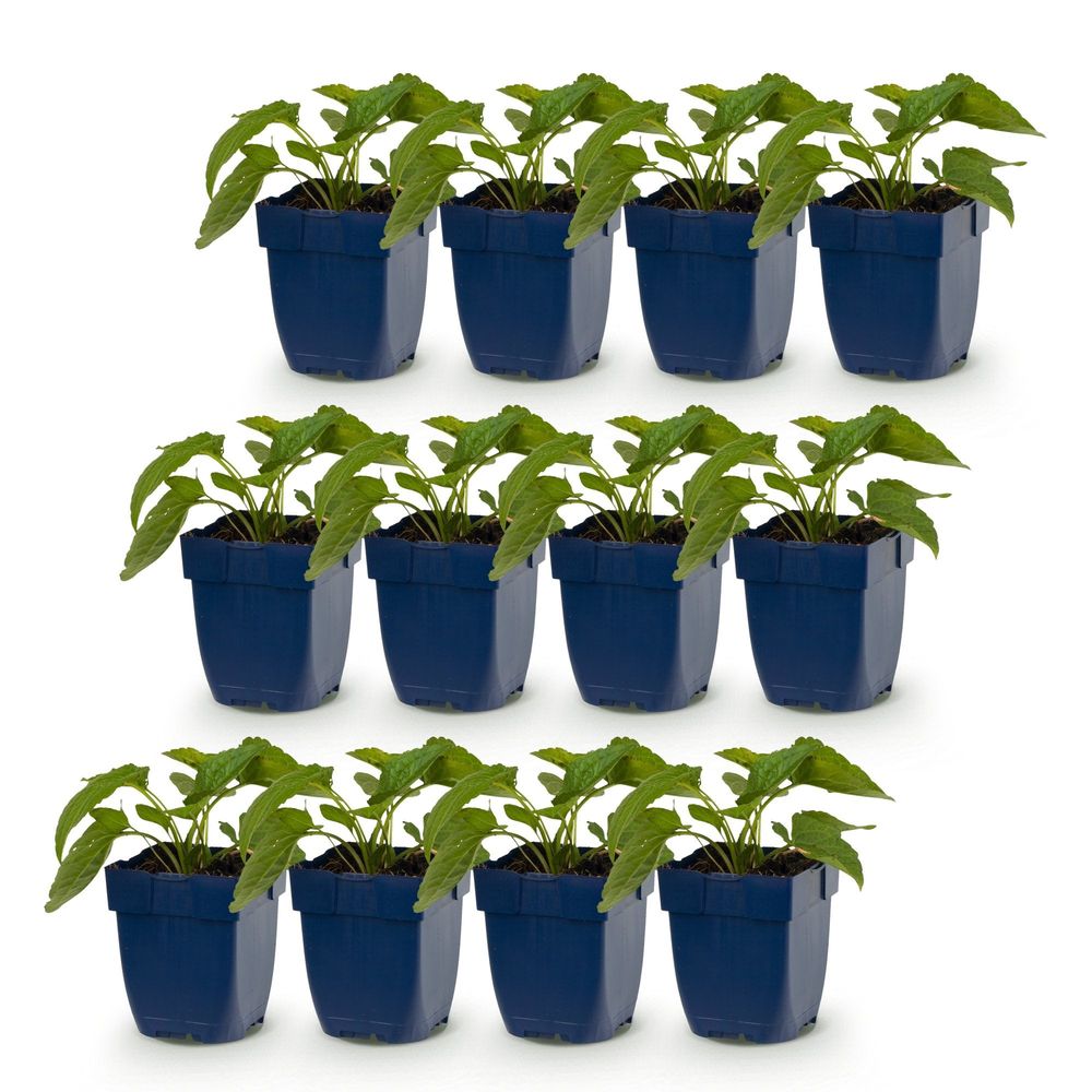 Rudbeckie 'goldsturm' - lot de 12 - pot 11 cm - hauteur 25 cm - plante d'extérieur