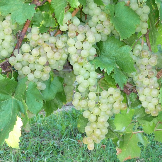 Vigne 'chasselas doré' pot de 2l/3l