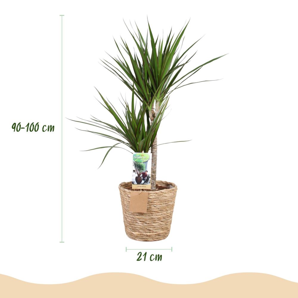 Dracaena marginata