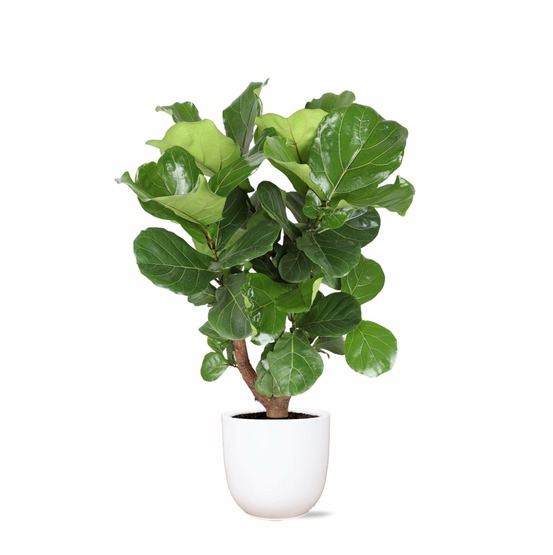 Ficus lyrata et son pot blanc - hauteur 110cm