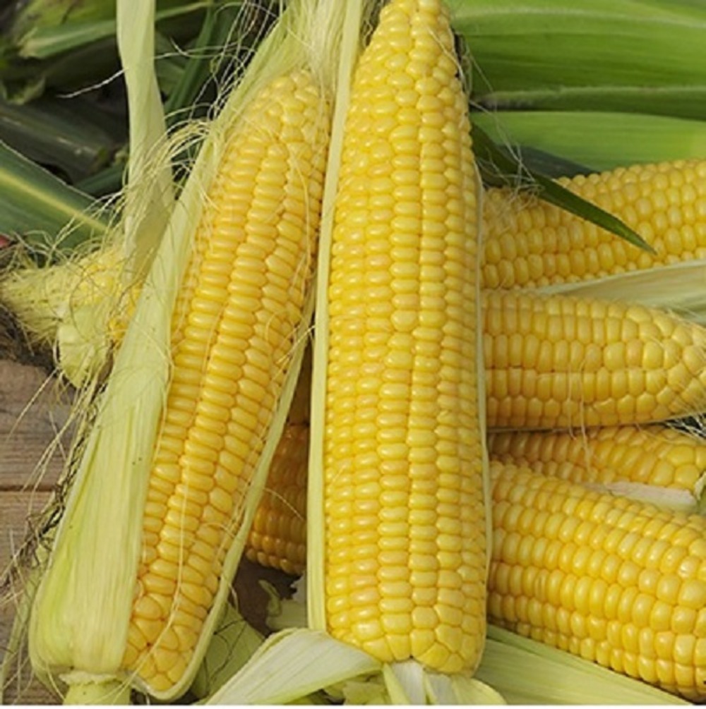 Maïs sucré earlibird f1 - légumes ou plantes à fruit - ca. 3,5 g (livraison gratuite)