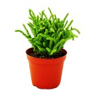 Plante succulente - crassula lycopodioides - queue de souris - en pot de 8,5cm