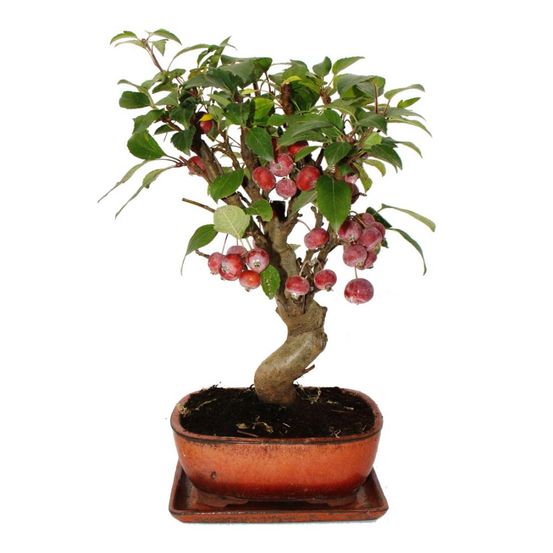 Bonsaï - pommier - pommier d'ornement - malus - bol de 21 cm avec soucoupe - environ 12 ans