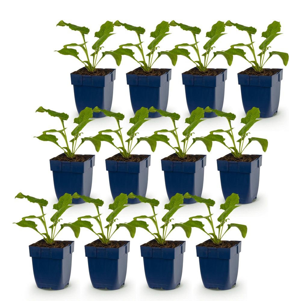 Échinacée 'magnus' - lot de 12 - pot 11 cm - hauteur 25 cm - plante d'extérieur