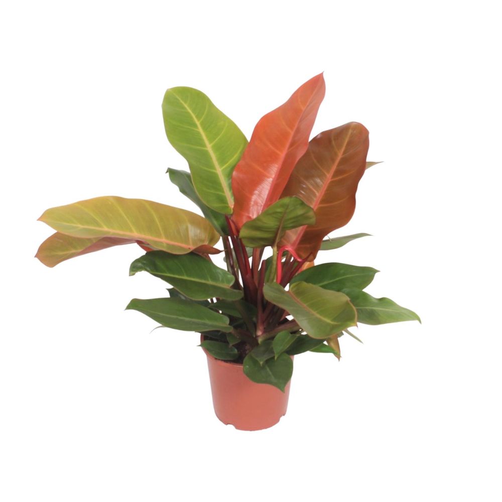 Philodendron prince of orange - ø17cm - ↕45cm - plantes d'intérieur
