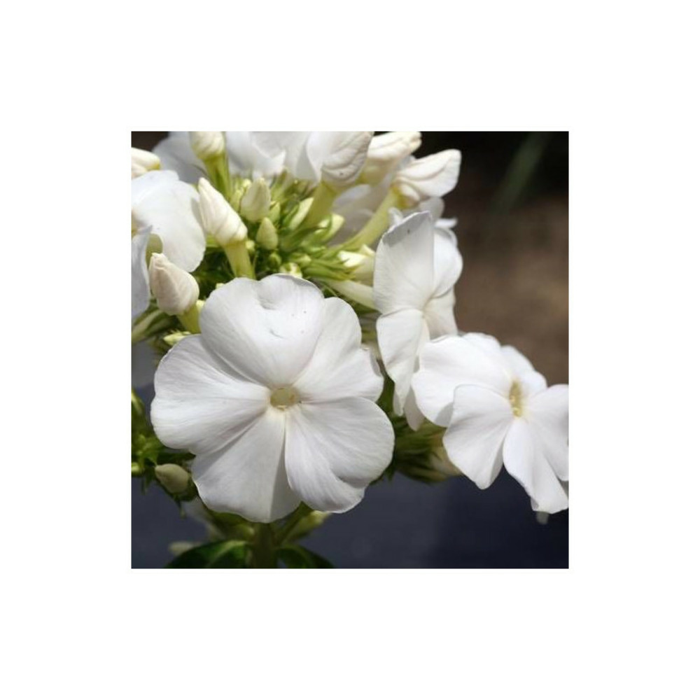 Phlox paniculé white sparr lot de 5 godets