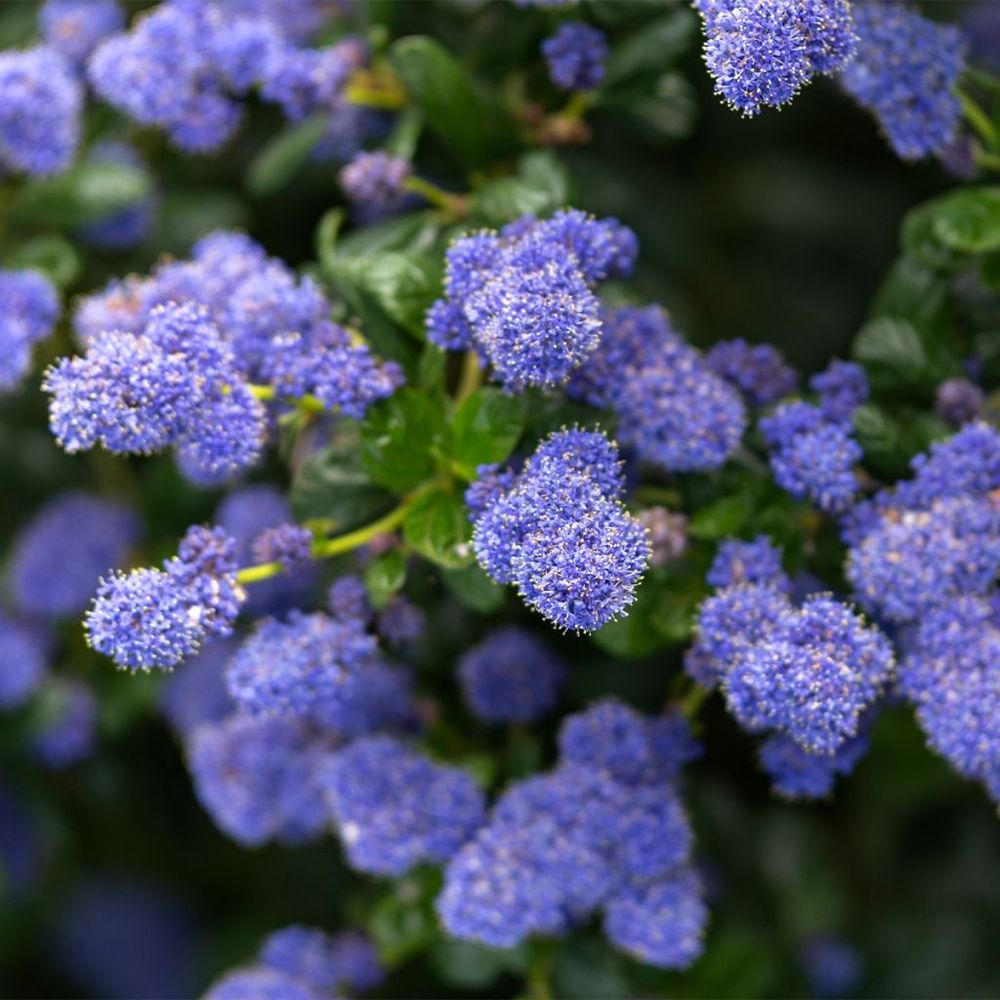 Céanothe, lilas de californie 'autumnal blue' pot de 2l/3l