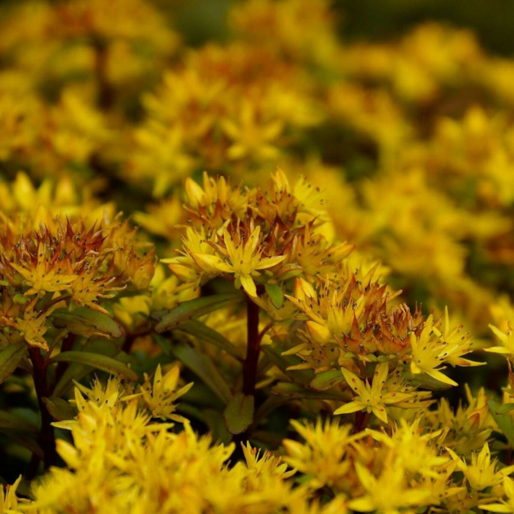 Orpin kamtschaticum var. Floriferum, sedum lot de 9 godets