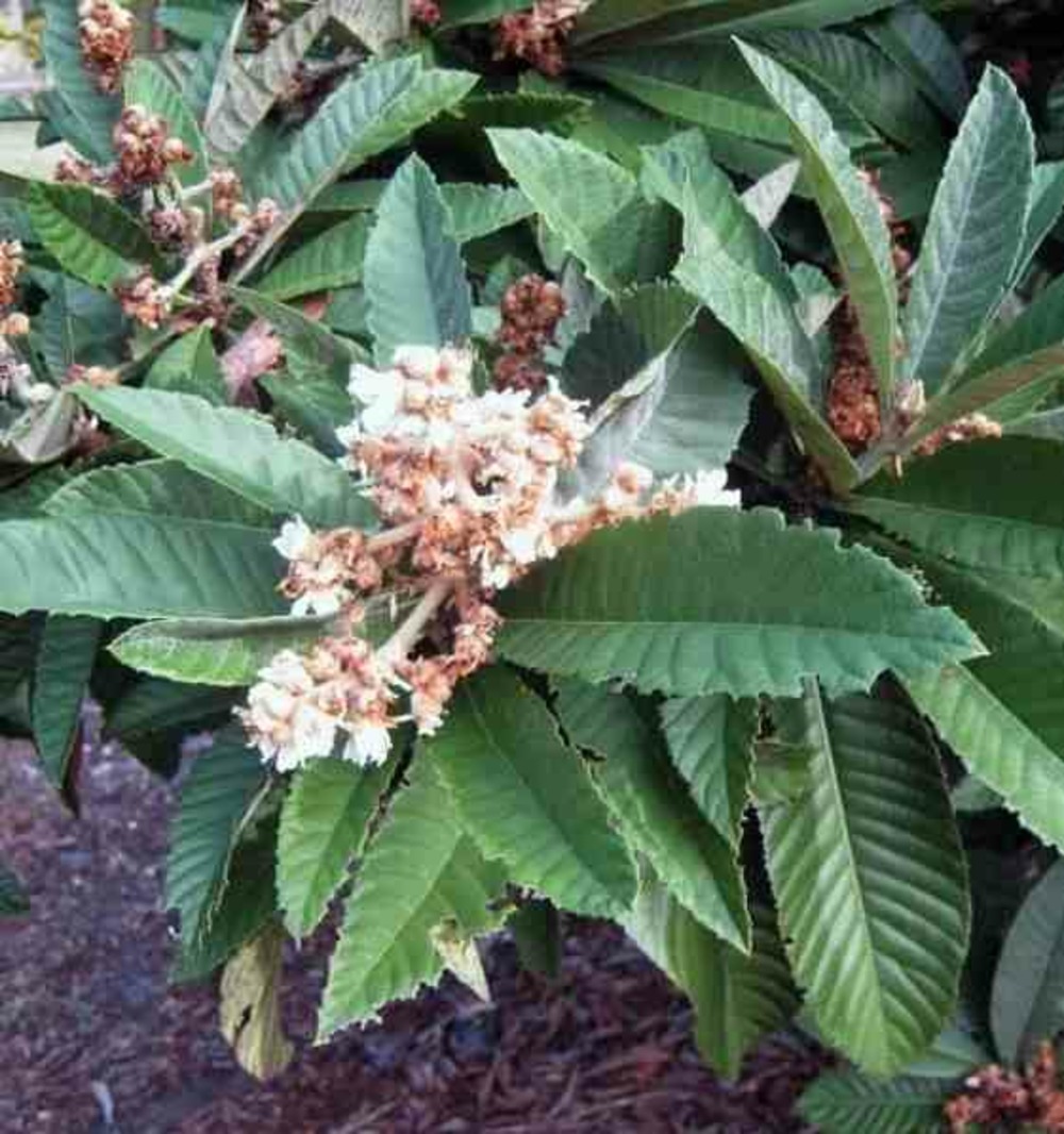 Eriobotrya japonica var tanaka (néflier du japon très rustique à gros fruit, bibacier, loquat) pot de 10 litres ? 140/160 cm