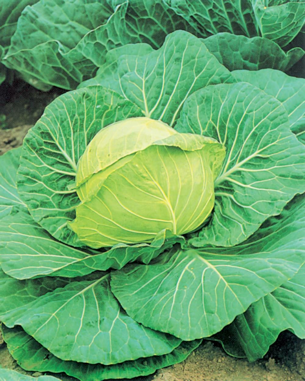 Chou cabus golden acre - 3 g