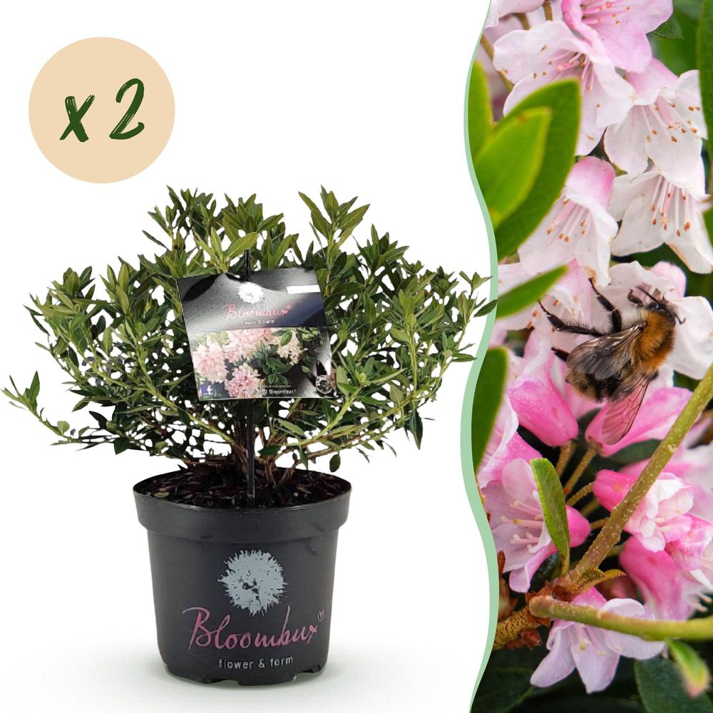 Rhododendron - lot de 2 - pot 23 cm - hauteur 50 cm - rose - plante d'extérieur