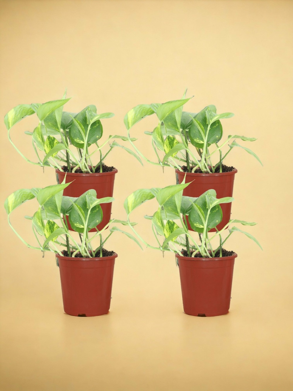 Epipremnum aureum (scindapsus) - 4 pièces - h20 cm - ø12 cm