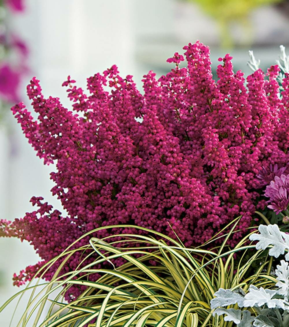 Bruyere d'hiver erica rouge - lot de 3 godets