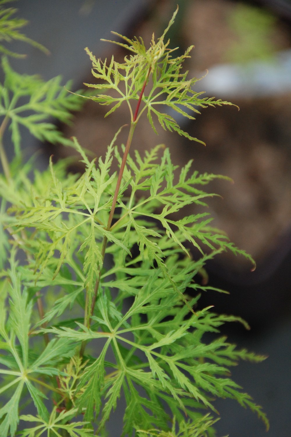 Erable 'dissectum emerald lace' - en pot de 2 litres