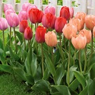30 tulipes van eijk en mélange - 12 - willemse, le sachet de 30 bulbes / circonférence 12cm+
