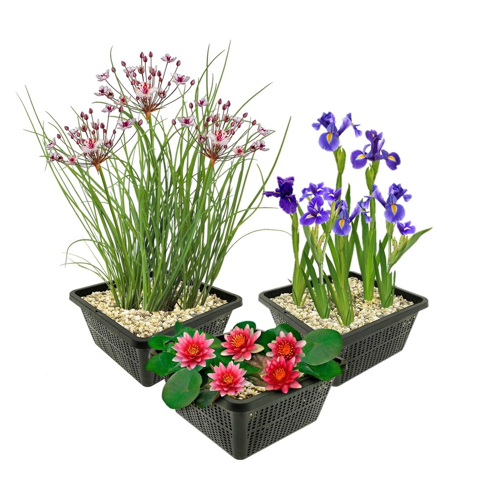 Lot de 9 nénuphars rouges pour bassin - complet