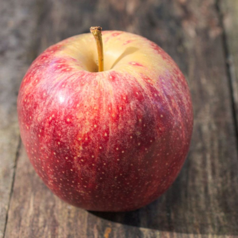 Pommier akane pot de 10l - gobelet 2 ans - 120/150 cm