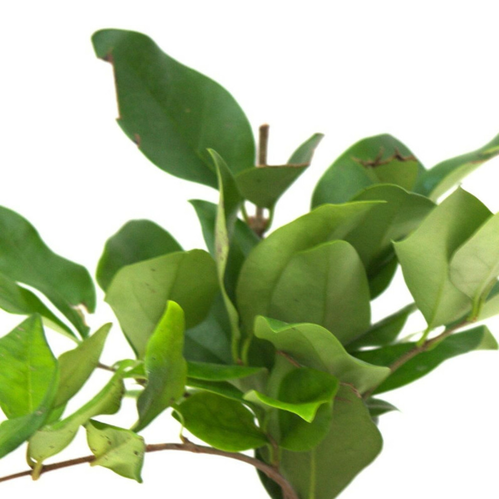 Troène du texas, ligustrum pot de 4l - 40/60 cm