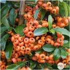Pyracantha coccinea saphyr orange® 'cadaune' c.o.v.:pot 7.5l