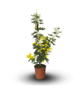 Mimosa gaulois tige - plante fleurie - ↕ 80-90 cm - ⌀ 19 cm - plante d'extérieur