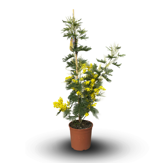 Mimosa gaulois tige - plante fleurie - ↕ 80-90 cm - ⌀ 19 cm - plante d'extérieur