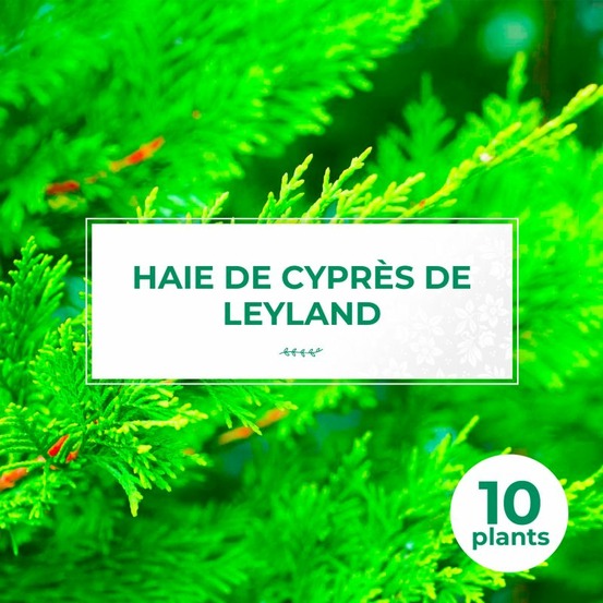 Kit haie cyprÚs (Cupressocyparis Leylandii)