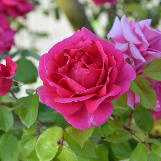 Rosier 'crazy pink voluptia' ®