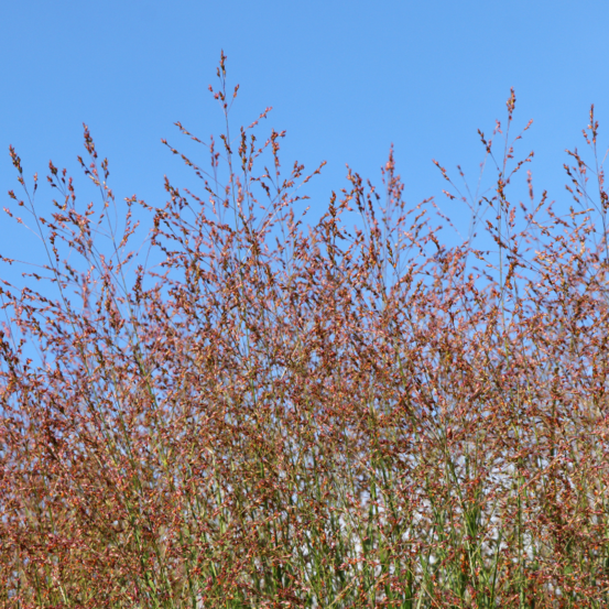 Panic érigé squaw - panicum virgatum squaw 60/80 cm pot 3l