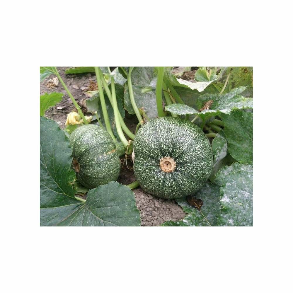 Graines de courgette de nice à fruit rond