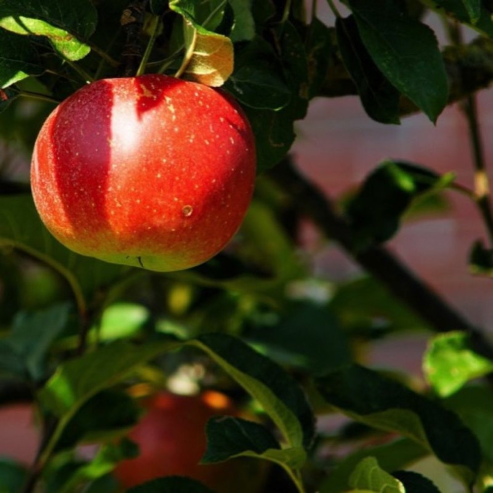 Pommier 'châtaignier' (malus domestica 'châtaignier')