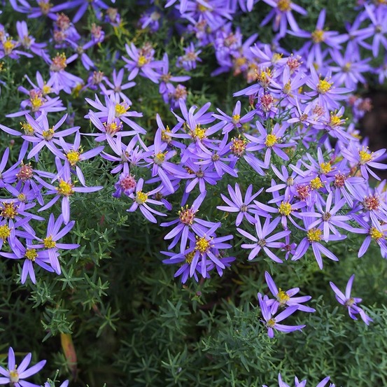 Aster à feuilles de sedum 'nanus' godet de 8/9 cm