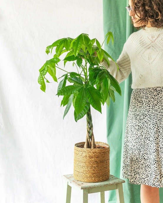 Pachira tronc tressé 80cm - plante d'intérieur
